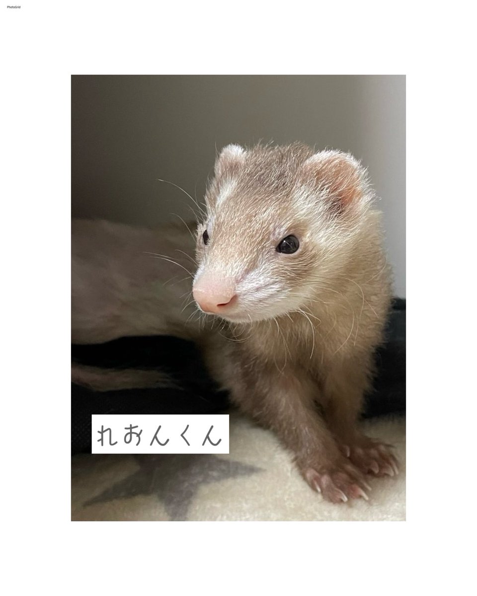 カトユリ mocostyle + plus (羊毛フェルト) tweet media