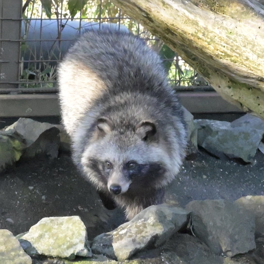 走るポルク
2026.1
#市原ぞうの国　#ホンドタヌキ　#たぬき