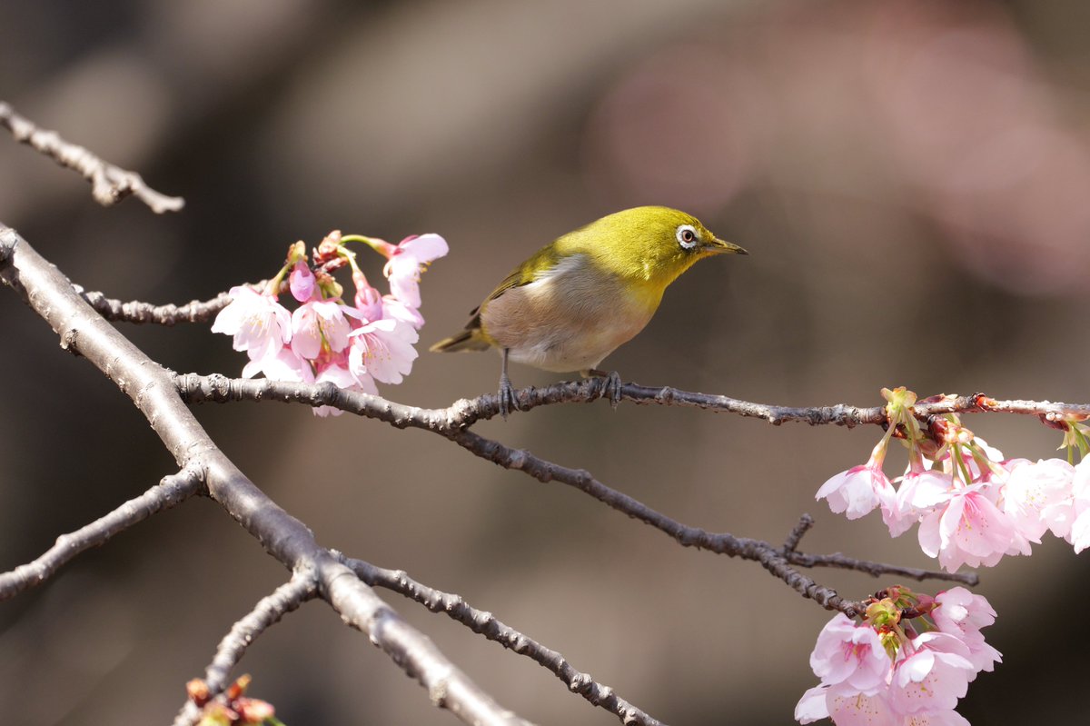 Cj4aYama's tweet photo. 2026.3.1 大和泉の森
カワセミはいないけど、メジロホイホイの木を見つけました(*´ω｀*) https://t.co/vaZlPasBzP
