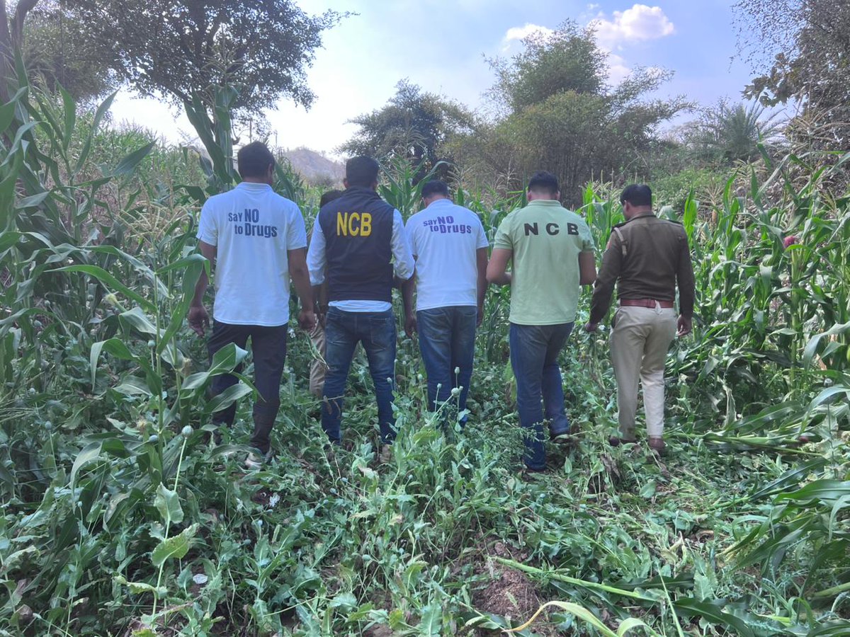 NCBJodhpurZone's tweet image. ₹240 CRORE worth of illicit opium plants destroyed! 💥
NCB Jodhpur, ANTF, and Mandwa Police (Udaipur) successfully dismantled a massive 60-hectare cultivation in a high-stakes joint operation.🚔⚖️
#DrugFreeIndia #NCBJodhpur #ZeroTolerance