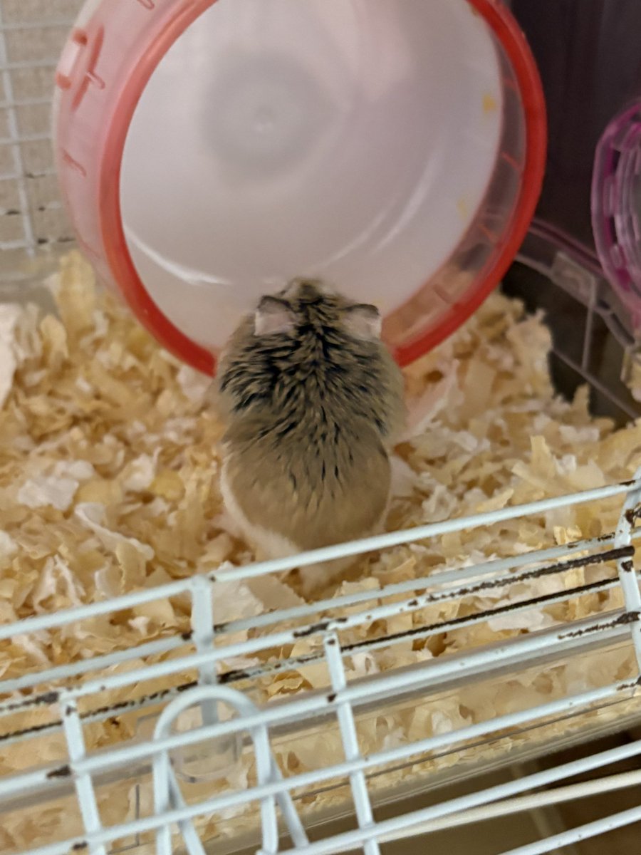 頬袋パンパンの後ろ姿たまらん💗