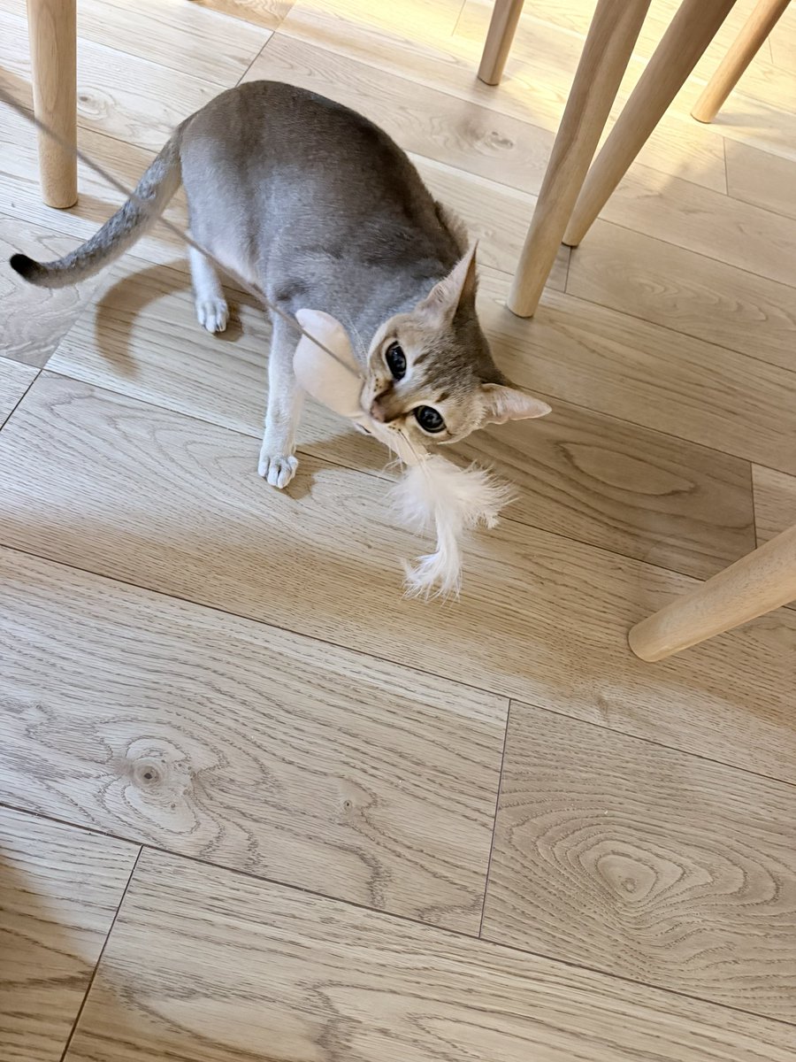 fifidayoo's tweet photo. ママのおともだちがくれたの❣️お気に入り🕊️
#シンガプーラ　#ふぃーふぃ
#ねこ https://t.co/f5jaKbKx1e