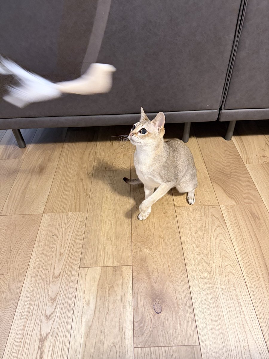 fifidayoo's tweet photo. ママのおともだちがくれたの❣️お気に入り🕊️
#シンガプーラ　#ふぃーふぃ
#ねこ https://t.co/f5jaKbKx1e