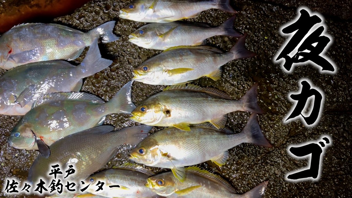 YufishA's tweet photo. ナイトフカセカゴ編です🎣
https://t.co/6pN8Ml6W3z https://t.co/0gwkSMz7xd