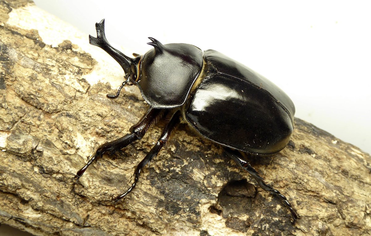 別ライン。 もう絶対に絶やさない…