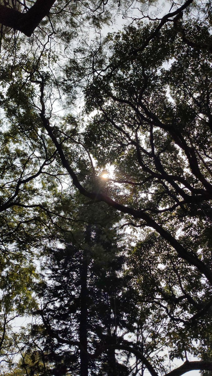 VishCash19's tweet photo. A sunday in Cubbon Park.

#CubbonPark #Bengaluru #SundayMorning #readingcommunity https://t.co/sbP1qKb3LB