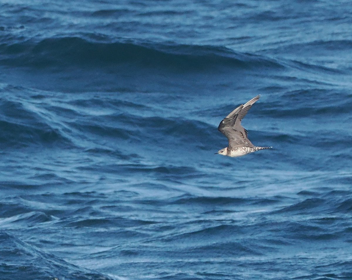 Andrew Whitehouse tweet media