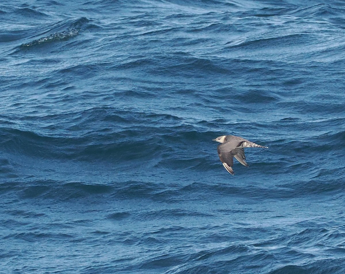 Andrew Whitehouse tweet media