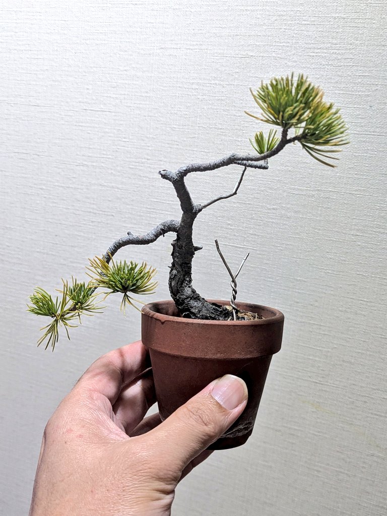 持ち崩された五葉松。 枝接ぎでもしようかと思ったが、意外と何とか