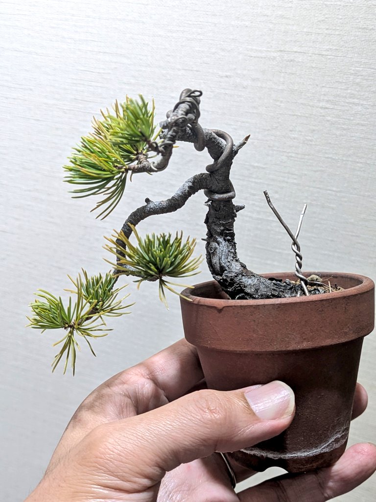 持ち崩された五葉松。 枝接ぎでもしようかと思ったが、意外と何とか