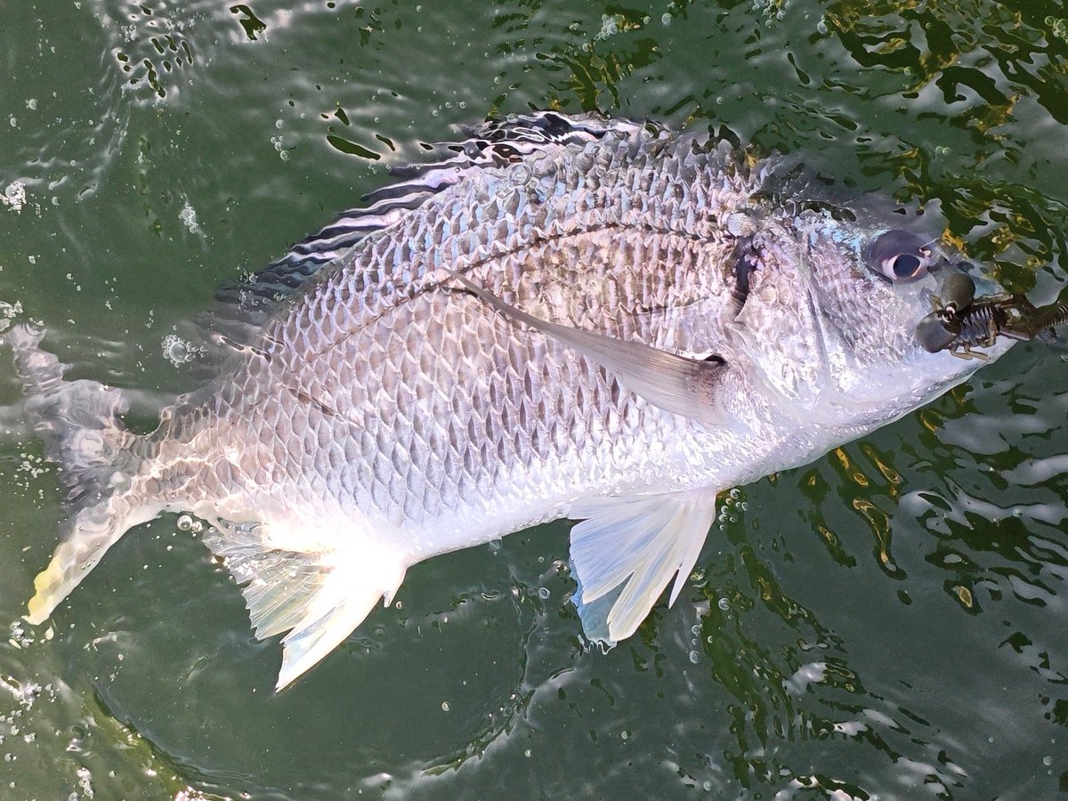 Taka_icfc's tweet photo. 3/15よりチニング乗り合い午後便スタート！今日の調査ではまだ冬の様な渋い喰い方でしたが溜まり場が見つかれば連発！そろそろ春っぽくなると期待して募集開始します！
予約はこちらから⬇⬇⬇
東京湾シーバスガイド＆チャーターボート icfc 横浜 https://t.co/6EjtvXJODG https://t.co/LkrDsw2pjU