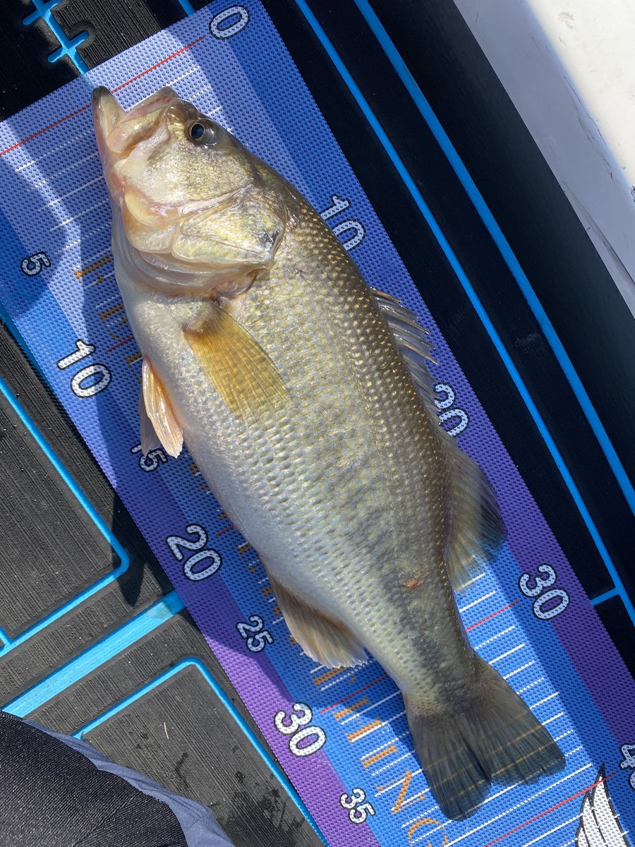 相模湖 day2 出撃報告忘れてた…🤣w 辛うじてレギュラーサイズ2本 33.38