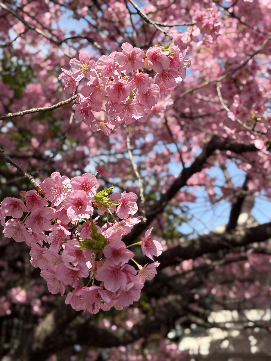 blue stone tweet media