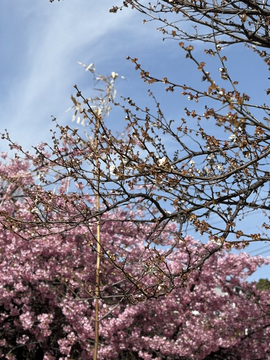 blue stone tweet media