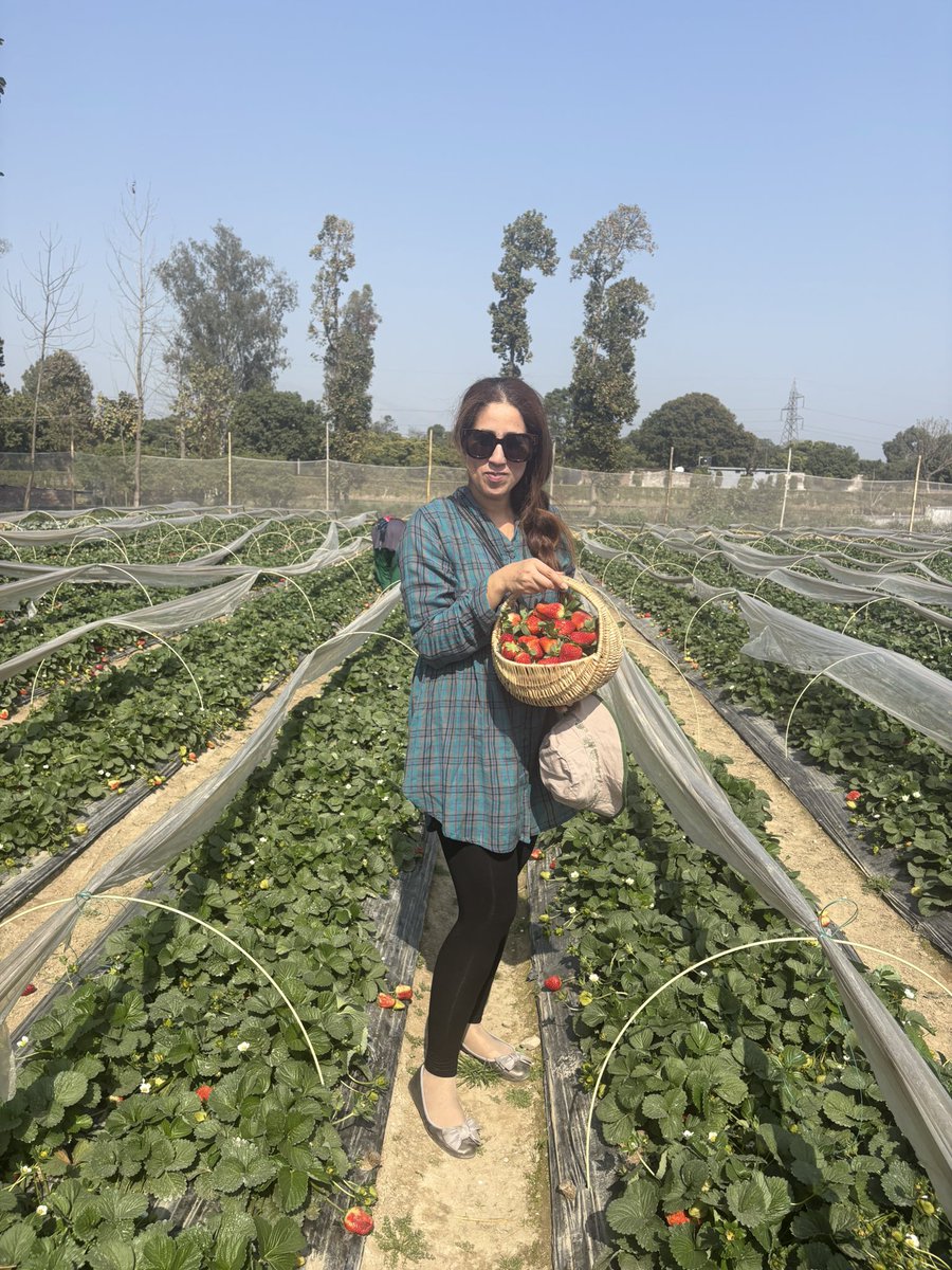 Parneet4294's tweet image. Sweetest way to spend a #Sunkissed #Sunday ! #Strawberry