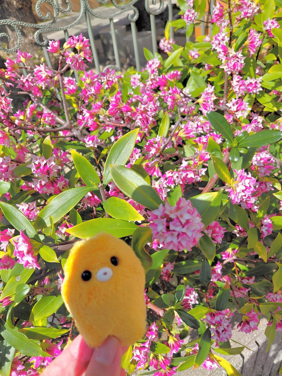 ぬい撮り専用のアカウント (@BdlIcas) / Posts / X