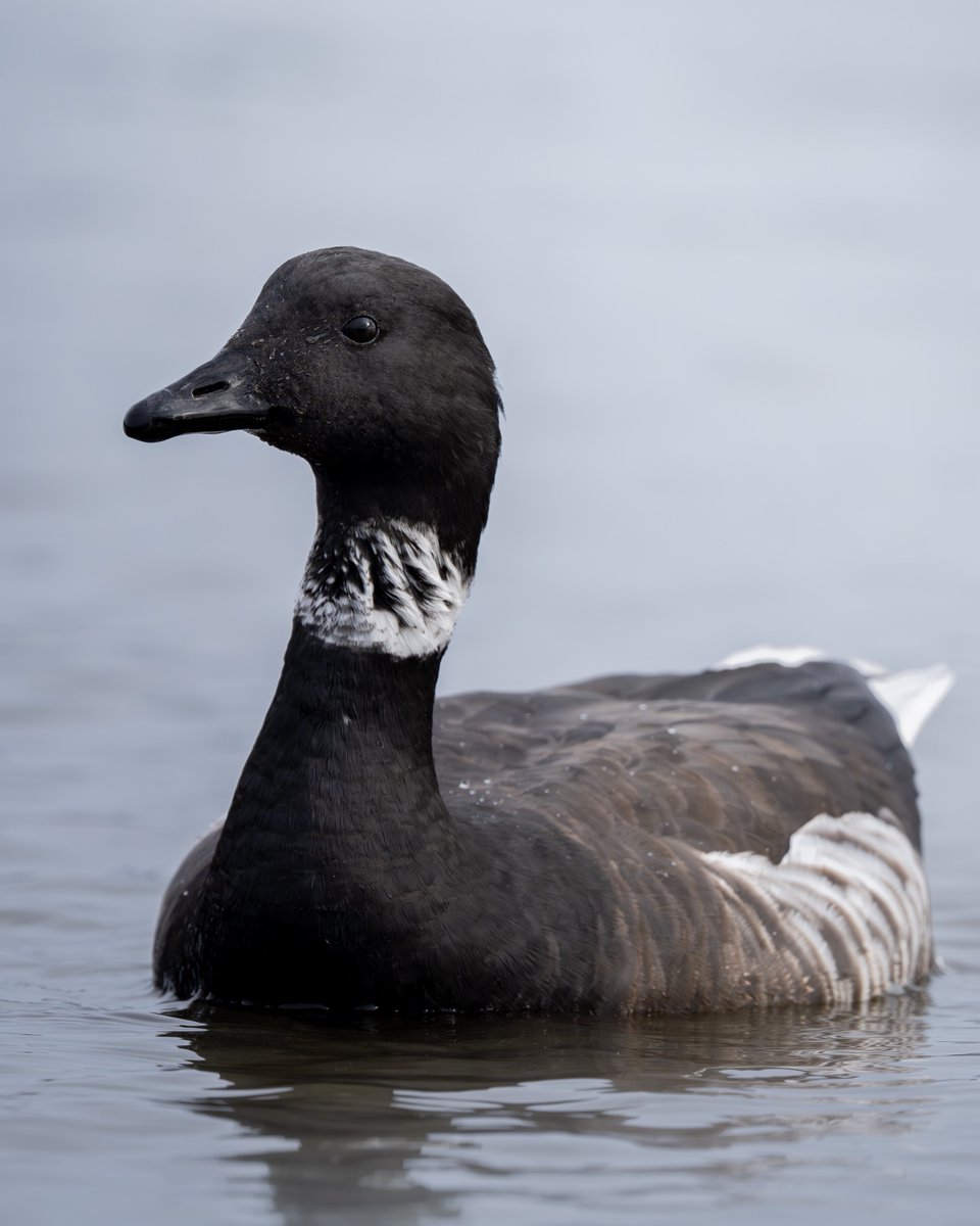 むぎ (@mugimugi_z) / Posts / X