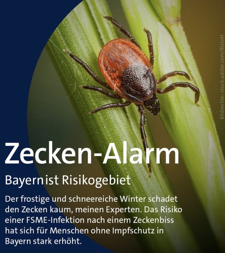 dokhollidays's tweet photo. ‼️ZECKEN IMPFUNG‼️

Ja, schon wieder ein Impf-Aufruf:
Am Beispiel Bayern, das mittlerweile komplett als „Risiko Gebiet“ gilt, sieht man wie wichtig es ist.

‼️Zecken übertragen FSME (Frühsommer Meningo Enzephalitis), eine Hirn-und Hirnhautentzündung, die bei 1 aus 100 zum Tode führt!

‼️Die Impfung reduziert das FSME Risiko entscheidend (ca 95% mit Auffrischung nach ca 3 Jahren.)
Die steigende Erkrankungsrate betrifft also Ungeimpfte.

(Häufiger übertragen Zecken die Lyme-Borreliose, eine Nerven- und Gelenkerkrankung, gegen welche es keinen Impfschutz gibt; hier helfen oft Antibiotika)

‼️Holt euch diese Impfung.
Es ist einfach und effektiv.

@BR24