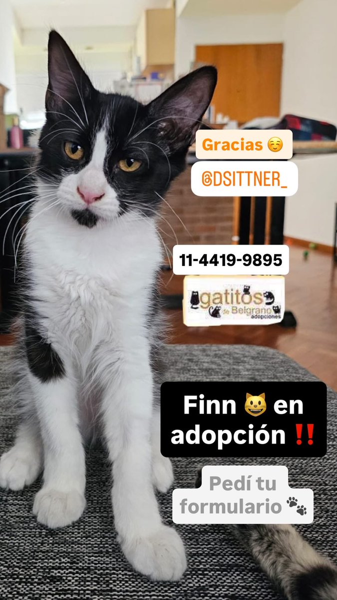 Gatitos de Belgrano tweet media