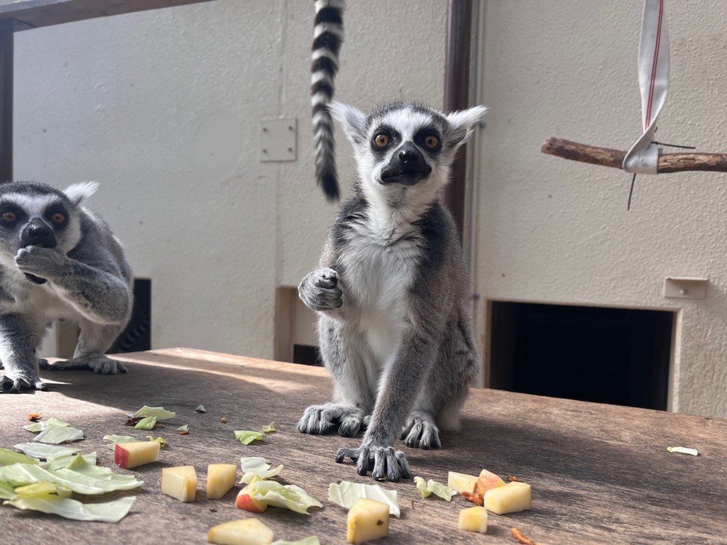 市川市動植物園（公式） tweet media