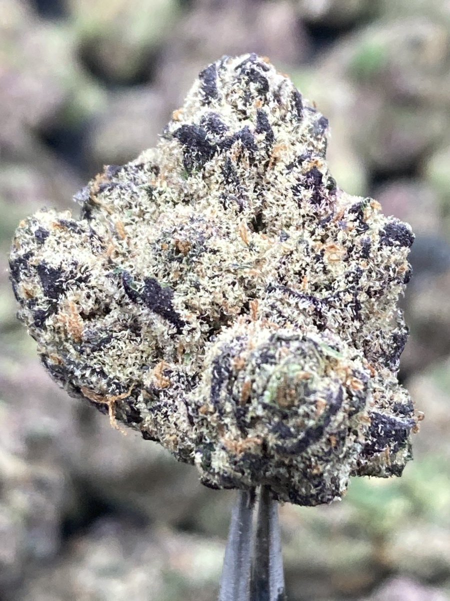 HBud555991's tweet photo. Dante’s Inferno 🔥😈
Indica 60% Sativa 40%
THC ≈ 28%
Flavors : 🌶️ Spicy · 🍓 Sweet Berry · 🌿 Herbal · ⛽ Gas
Contact Line➡️ https://t.co/eW6KRyECbA
#กัญชา #weed #กัญชากรุงเทพ #OG #สายเขียว #cannabis #กัญชาส่งGrab https://t.co/e1jzT2IR92