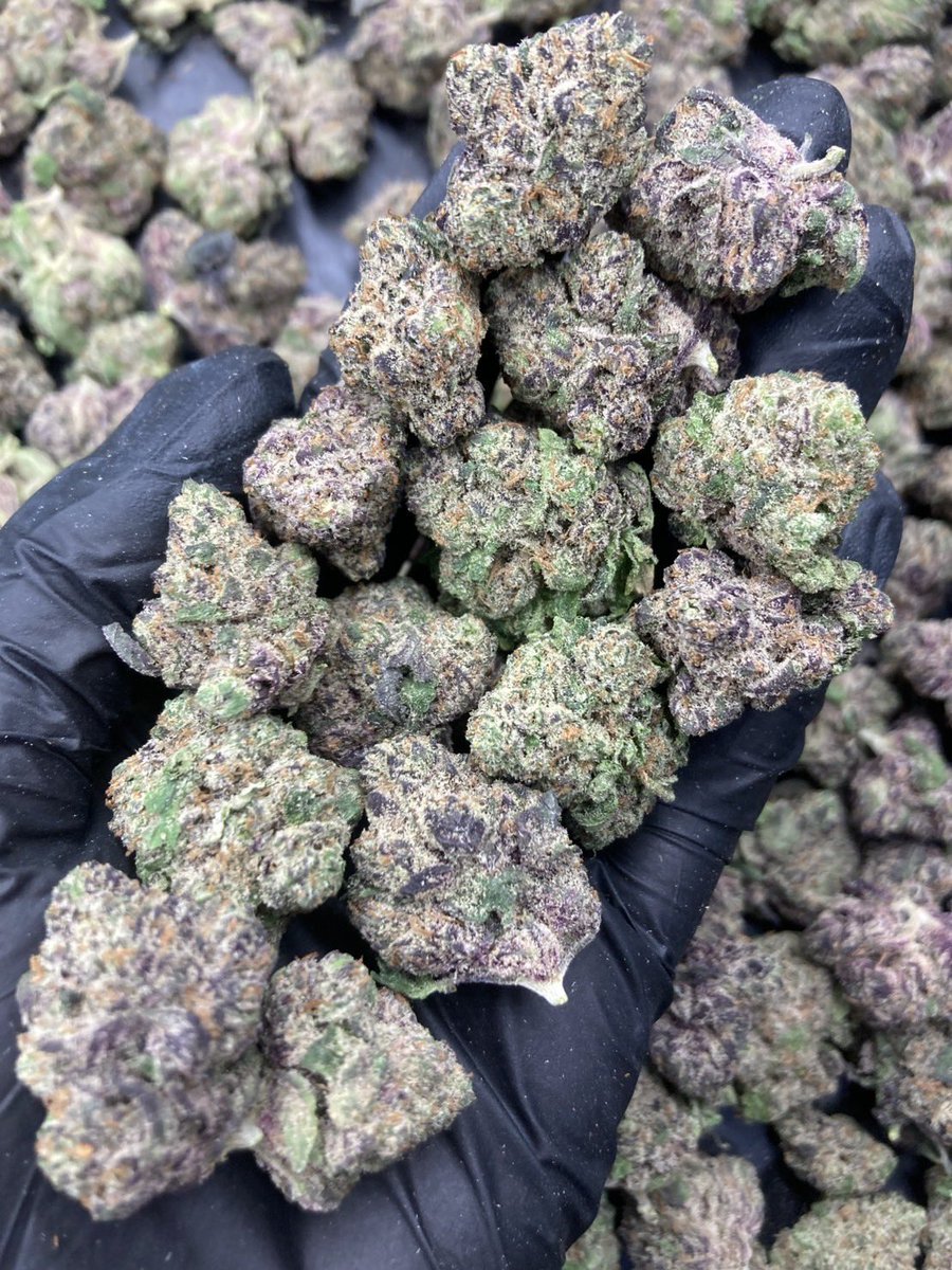 HBud555991's tweet photo. Dante’s Inferno 🔥😈
Indica 60% Sativa 40%
THC ≈ 28%
Flavors : 🌶️ Spicy · 🍓 Sweet Berry · 🌿 Herbal · ⛽ Gas
Contact Line➡️ https://t.co/eW6KRyECbA
#กัญชา #weed #กัญชากรุงเทพ #OG #สายเขียว #cannabis #กัญชาส่งGrab https://t.co/e1jzT2IR92