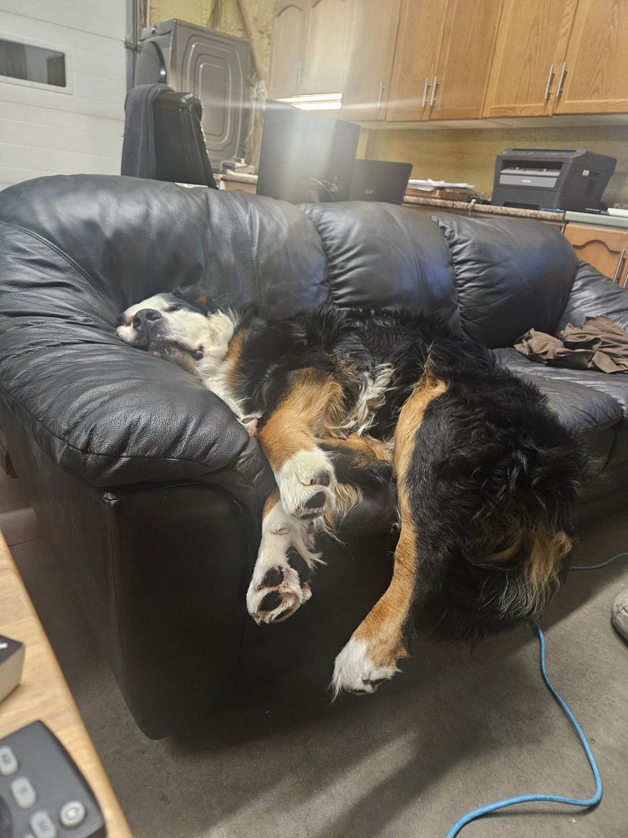 JasonJardine15's tweet photo. @mack_world That is magnum he was my world. There is so much heartache in berners. And so much joy and love . It was hard but I am now Rambo’s dog dad https://t.co/CFLTi0HRDl