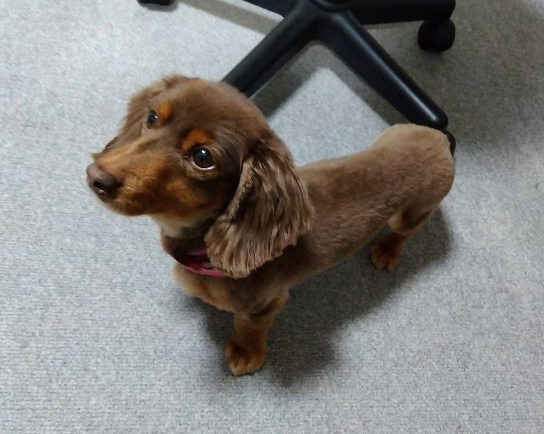 chokochan180107's tweet photo. 美容院行ってきてスッキリとしたチョコちゃん！というやつーですっ！🐶🐕✨ #今日のチョコちゃん #ミニチュアダックス #生後８歳ちょい https://t.co/XNiVu9wl99
