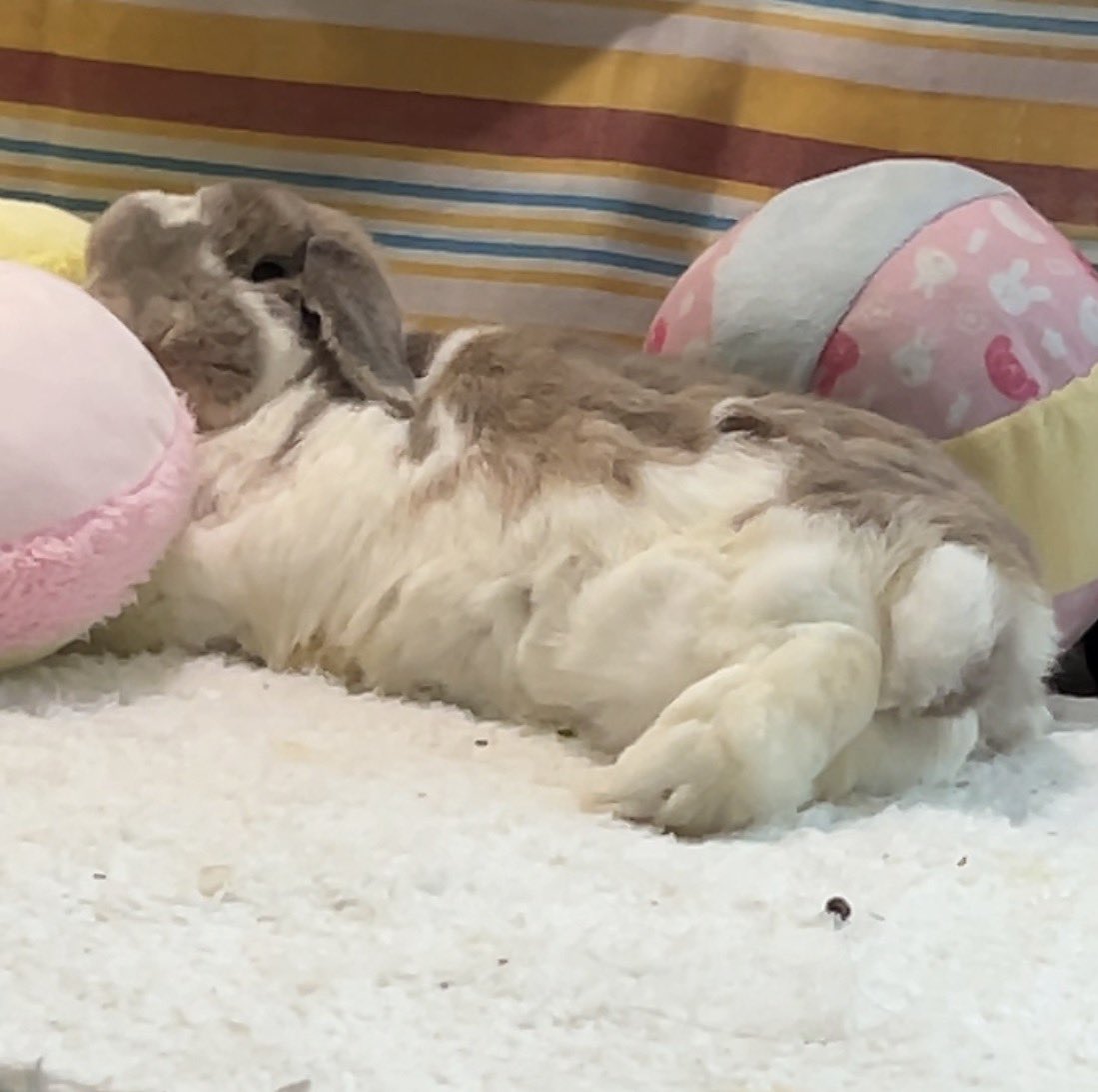 うさぎのココ (@5w1iaVZsovhbpJv) / Posts / X