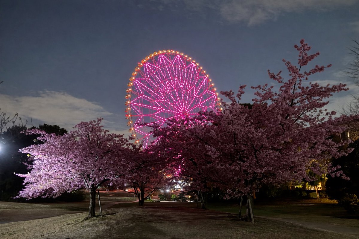 Post by わん on X: 夜桜