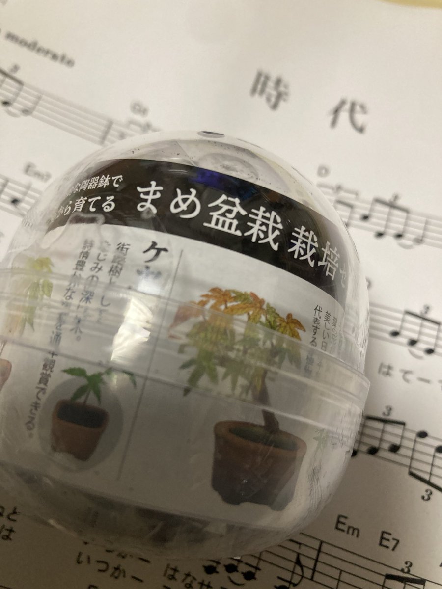 hatahata0805's tweet photo. ガチャ盆栽🪴

盆栽デビューになるのでしょうか？🌳 https://t.co/KdvgHh0GwN