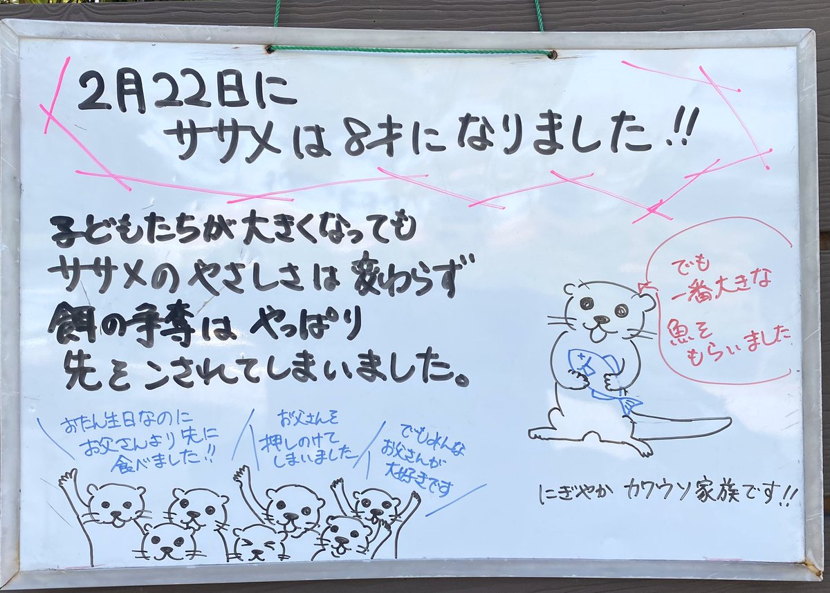 TOKUYAMA_ZOO's tweet photo. 誕生日の結果発表。

#徳山動物園　#コツメカワウソ　#カワウソ　#ササメ　#誕生日　#結果発表 https://t.co/HTjDN4sGzQ