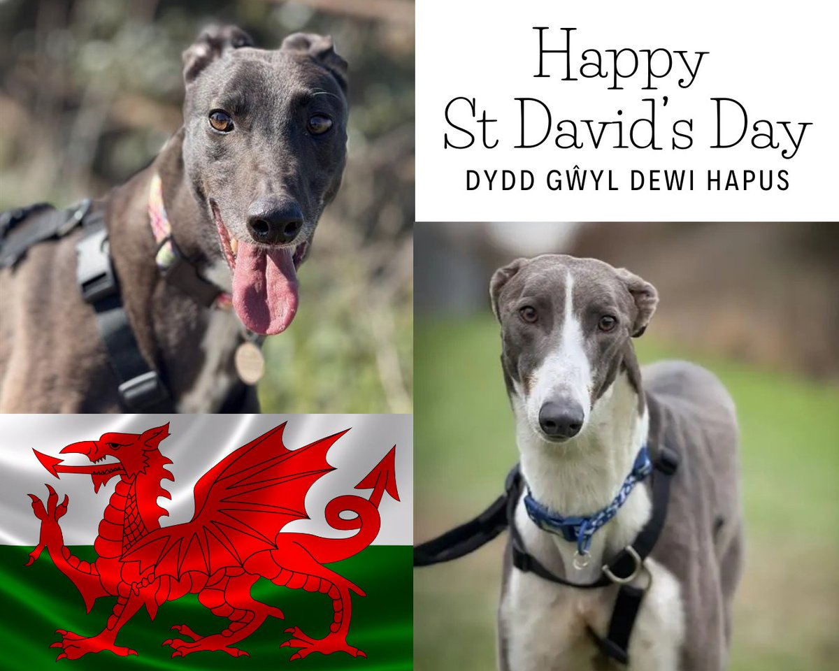 Forever Hounds Trust tweet media