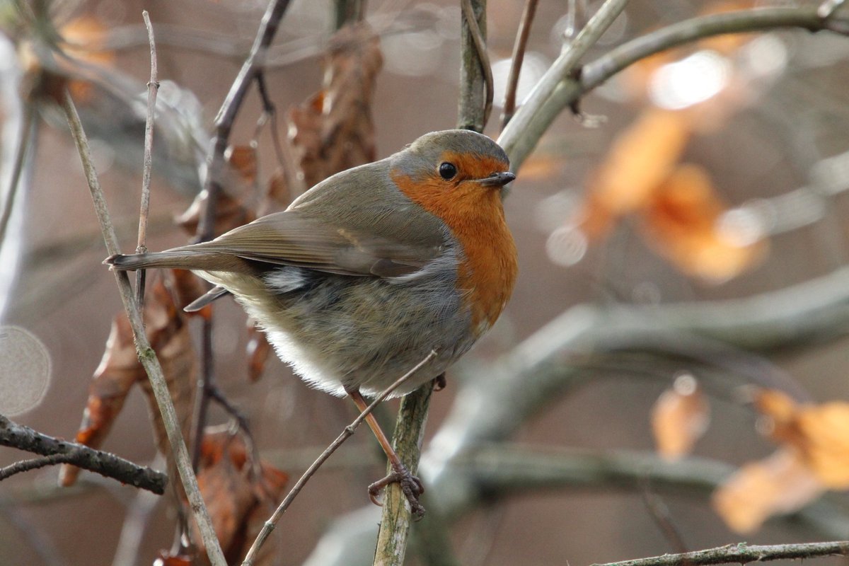 Sheff_HousingCo's tweet photo. THE WINNING #PhotoFriday image for February is from @NicolaHorner 📸🏆

HUGE well done for capturing this image. 

Nature at its best! https://t.co/L17i9wpJV1