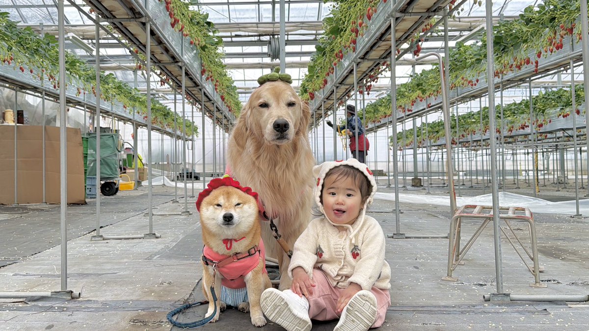 豆柴うに&ゴールデンレトリバーおから (@uni_okara0725) / Posts / X