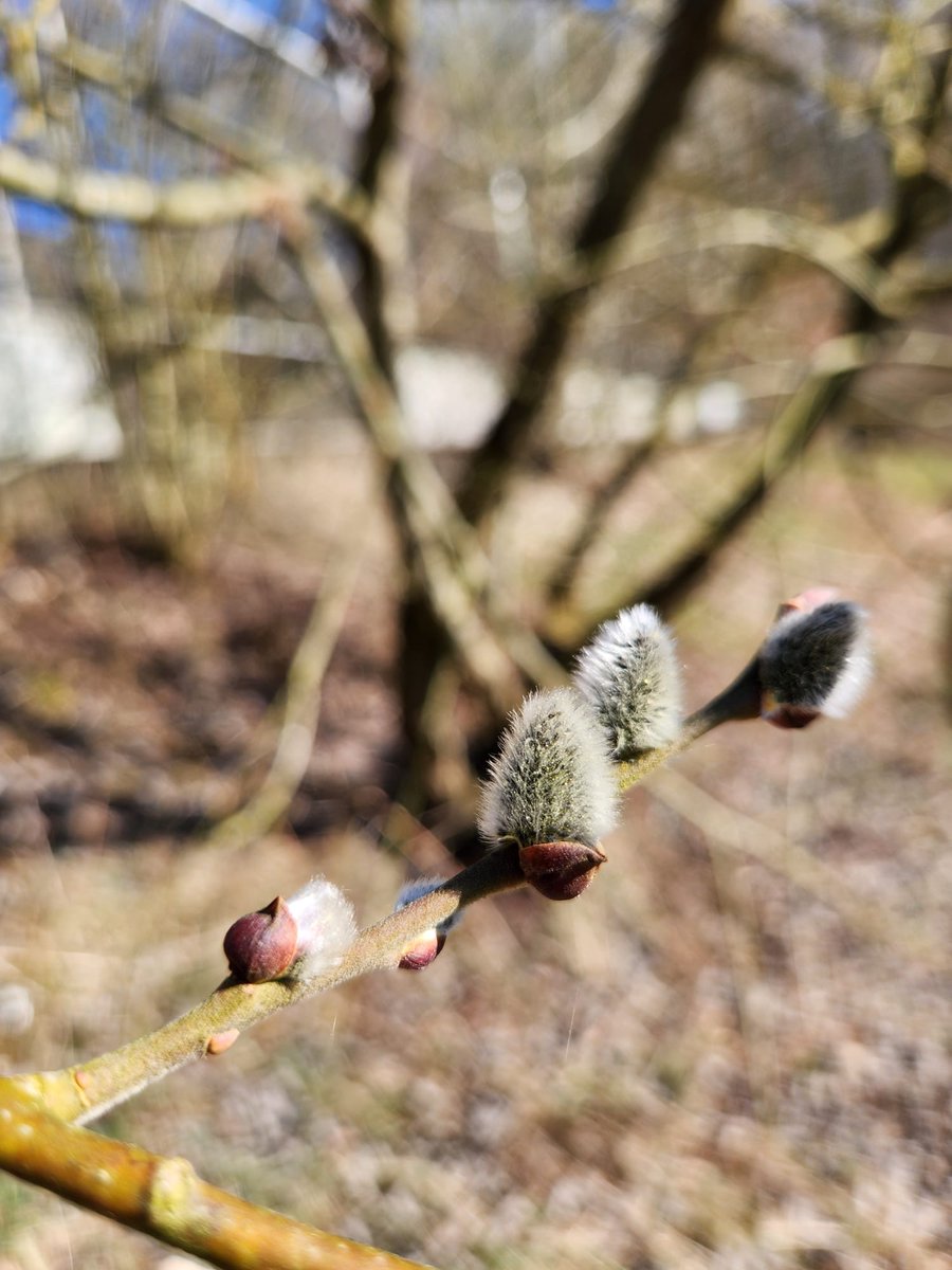 Alle fit 😄👍🏻
Bitte denkt daran, Hunde anzuleinen und auf den Wegen zu bleiben.
Gestern erst hab ich eine Nachbarin gesehen, wie sie quer mit Hund durch den Acker gestapft ist. 🥴 Man kann auch mal auf so einen Hasen drauftreten denn man sieht sie nicht. 
Genießt das Wetter 💐