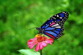 bhhsHendrick's tweet image. Admire butterflies in graceful slow-motion at Meijer Gardens 🌸🦋
See their captivating flight: bit.ly/3kL0xZB
#NatureBeauty #ButterflyMagic