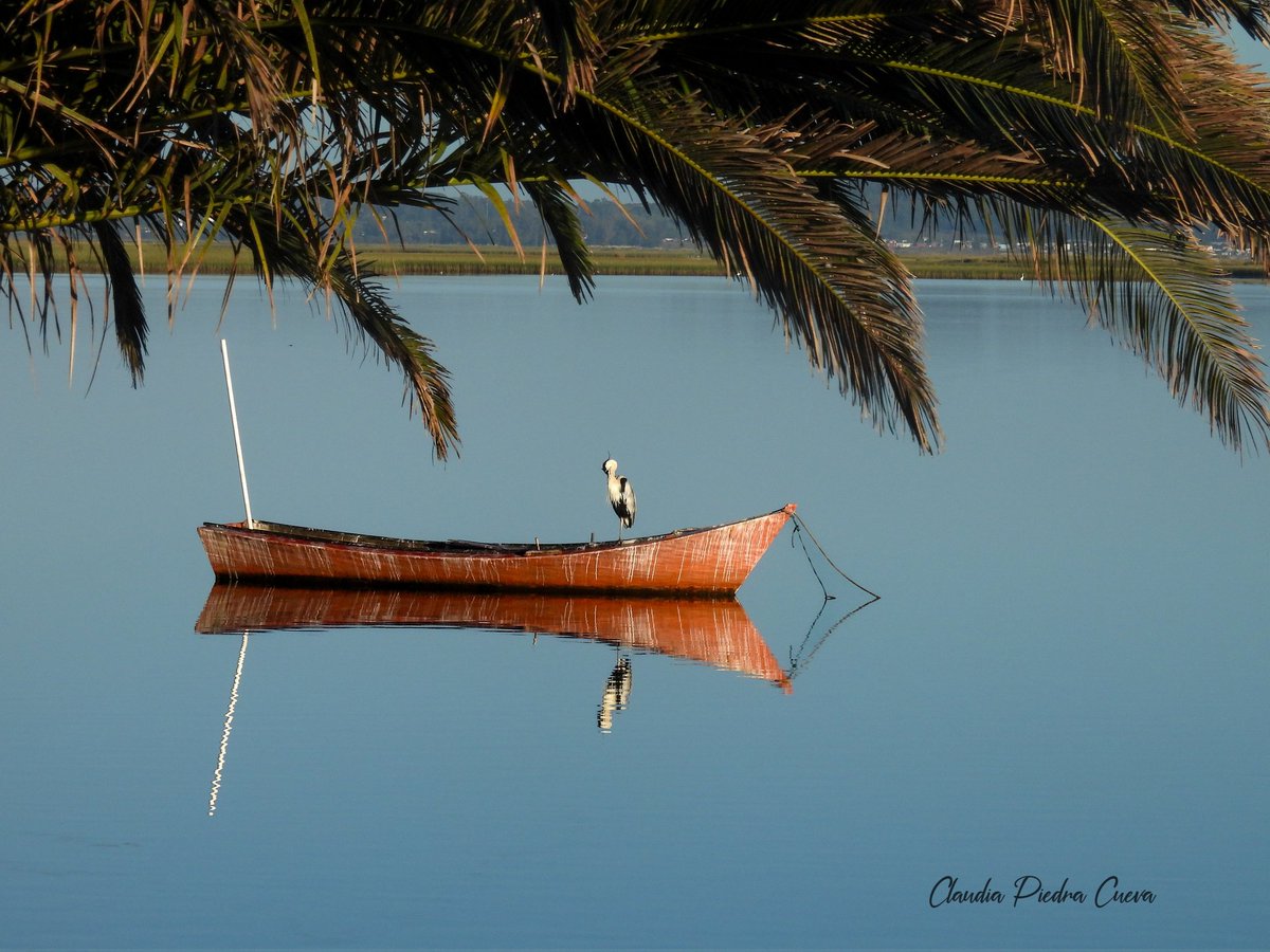 La serenidad de las primeras horas 🫶🏽
🆔 Garza Mora (Ardea cocoi).
Buen día, gurisada 😎