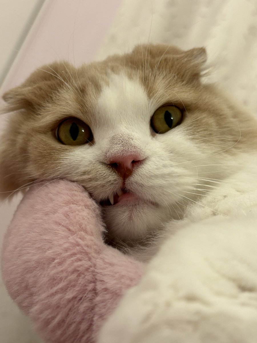 Post by あざらし🦭 on X: きばにゃん