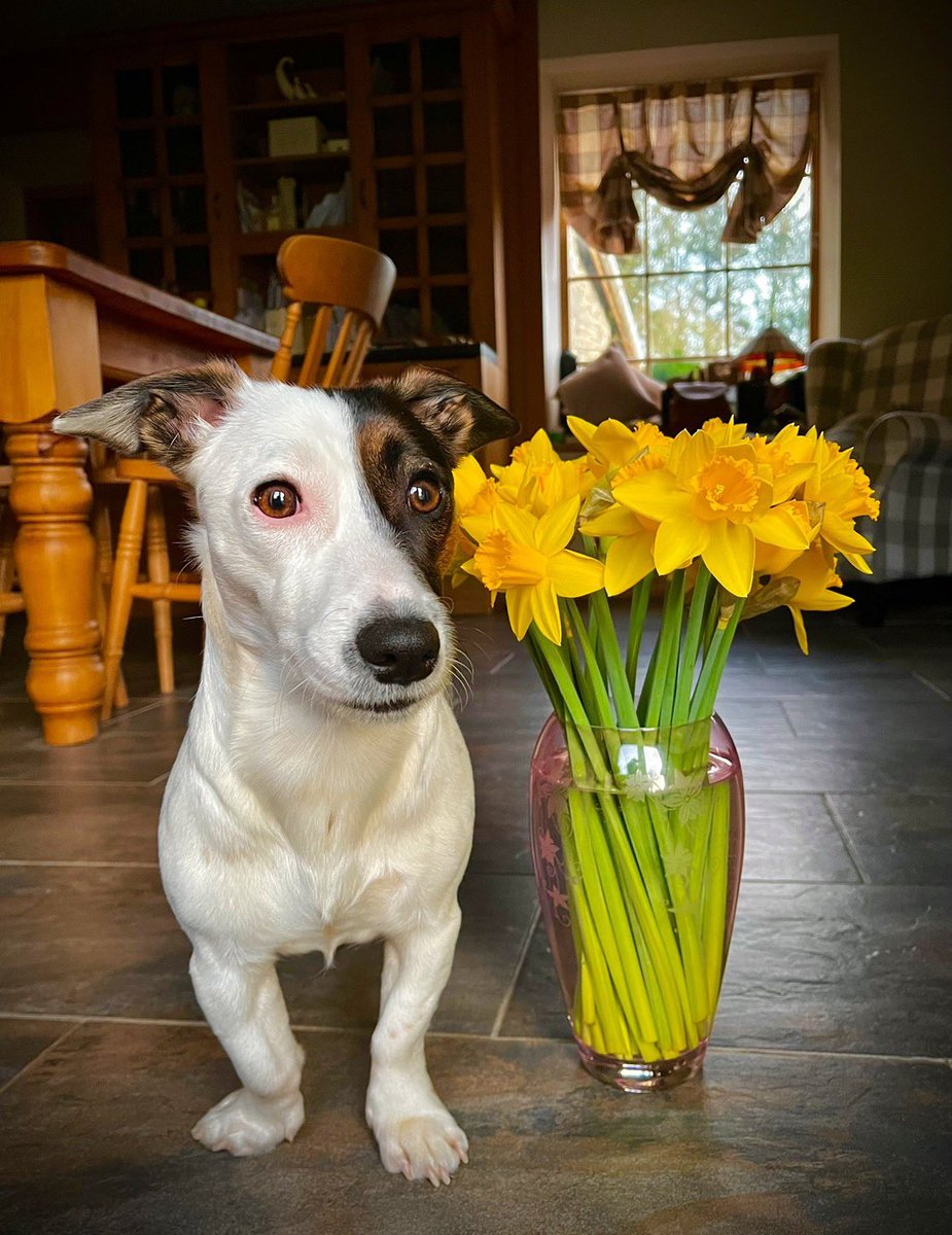 Twm Morys tweet media