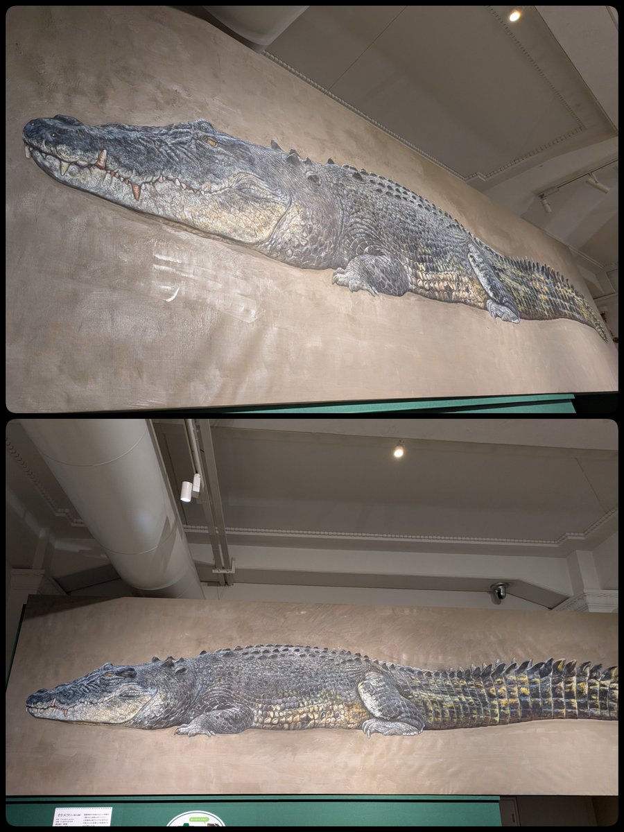 ワニ展 ④ □ワニという生きもの 『全長5m実物大イリエワニ油彩画