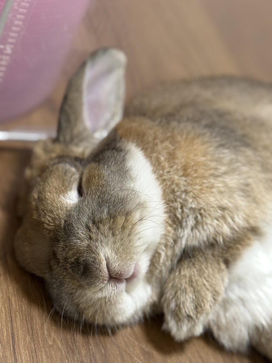 popular (@popularrabbit) on Twitter photo 