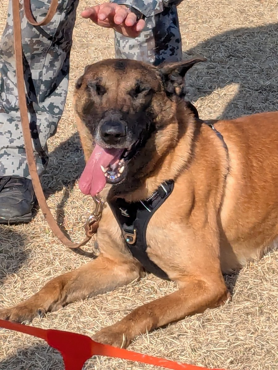 航空祭の新しいアイドル、警備犬です！お名前はシュン号。マリノアなシェパードの男の子！写真は面白顔ばかりですが実際には大層なイケメンです。

というか今回、告知ポスターで一番目立っていたの警備犬でしたし、展示機も大型機メインでしたし、小牧はもはや大型犬航空祭といっていいのでは？