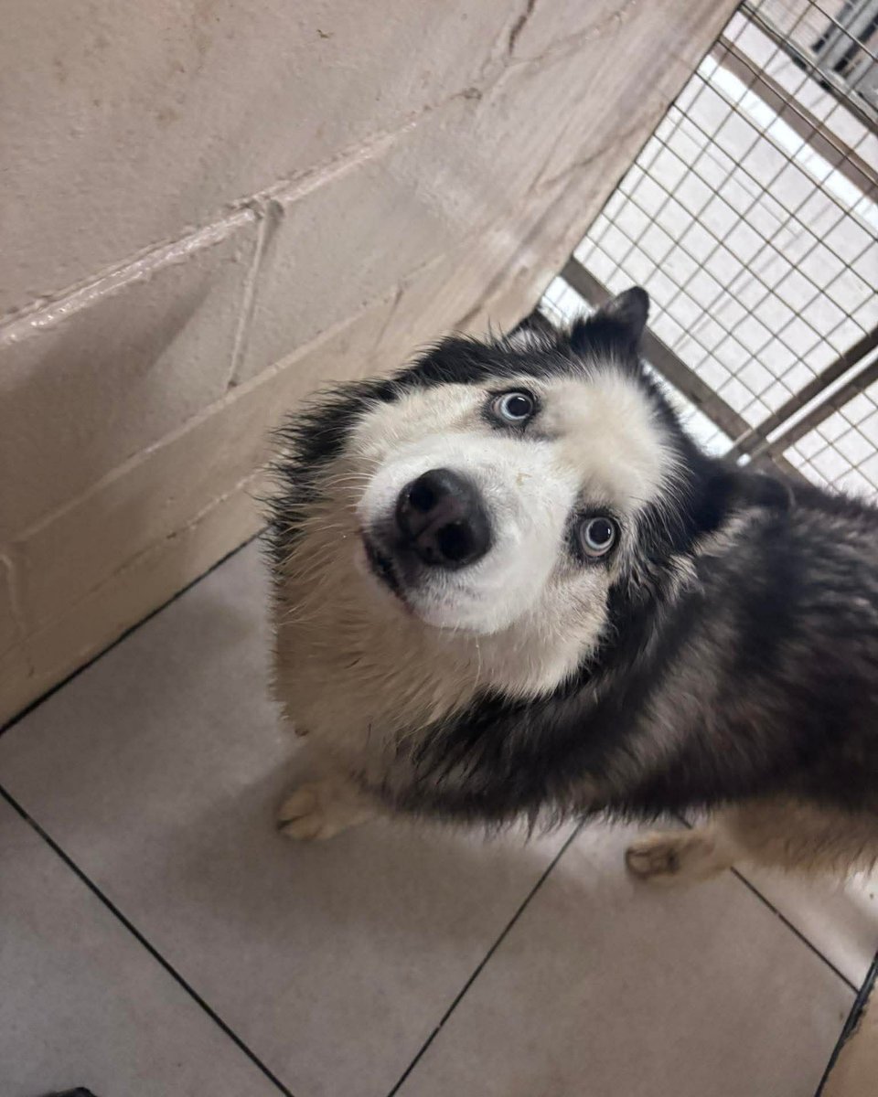 Please retweet to help Bella find a foster home #UK - may be able to re home nationally. 
Registered British Charity✅  Apply below👇
Say a BIG welcome to beautiful girl Bella the 8-year-old Husky.
Bella sadly had to be rehomed due to conflict in the house with another dog and