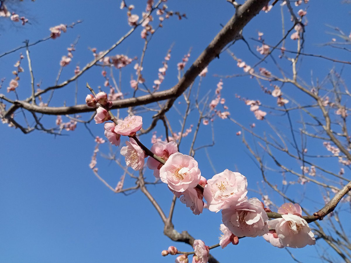 梅の花を見てきました。 いい香りでした。