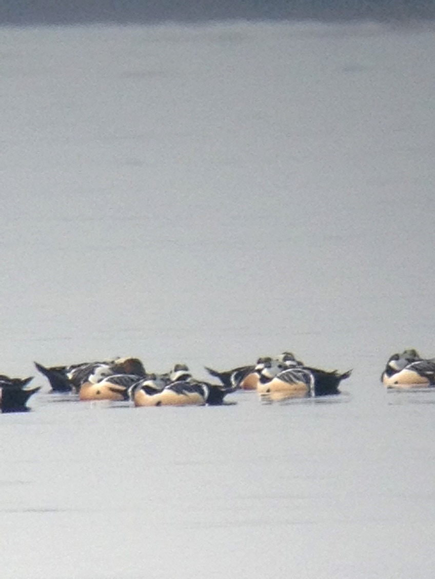 Robs Birding tweet media