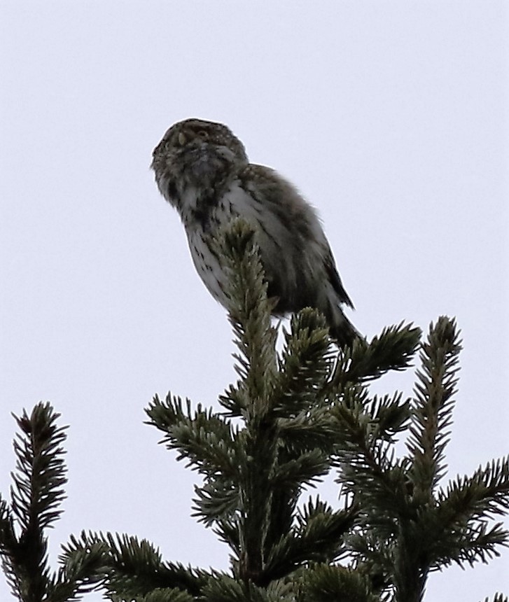 Robs Birding tweet media