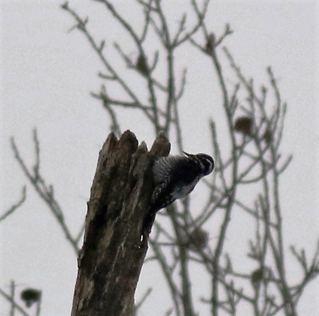 Robs Birding tweet media