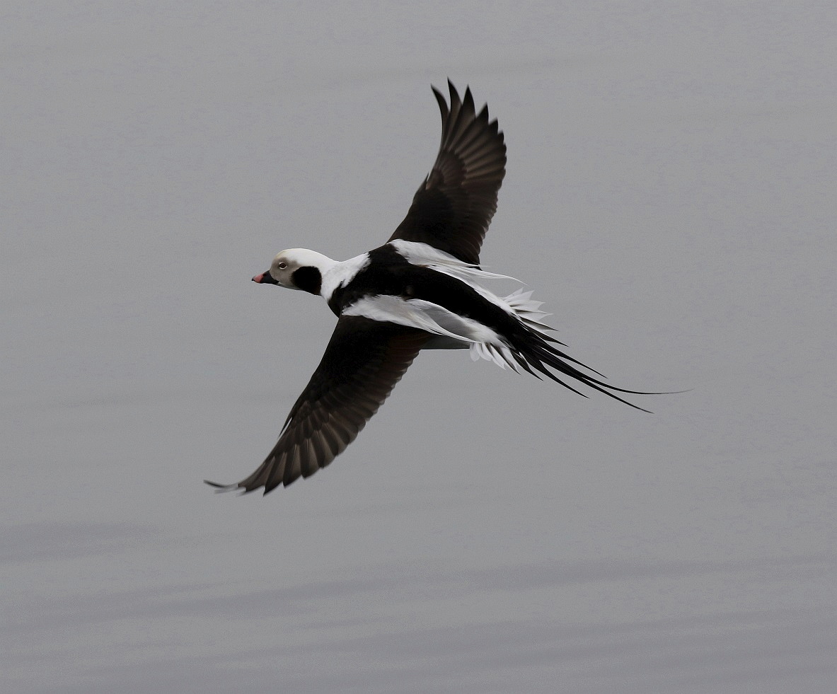 Robs Birding tweet media