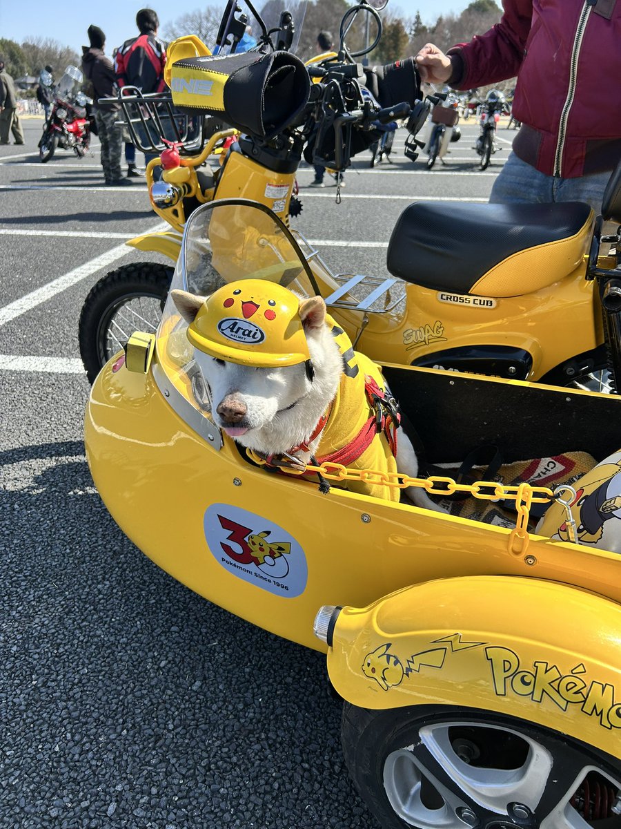 sada69rock's tweet photo. カブ主さんは柴犬カイヌシさんが多いです。
サイドカーのカブに乗って会いに来てくれるあらしちゃん
14歳でも元気です。
他にも小春と継春におやつの差し入れありがとうございました。催促するお二人さん。
あの台数のなかに1台のソロカブさん。
#刺繍屋定春 
#柴犬 
#solo 
#カブヌシ https://t.co/gzw7T27Jvh